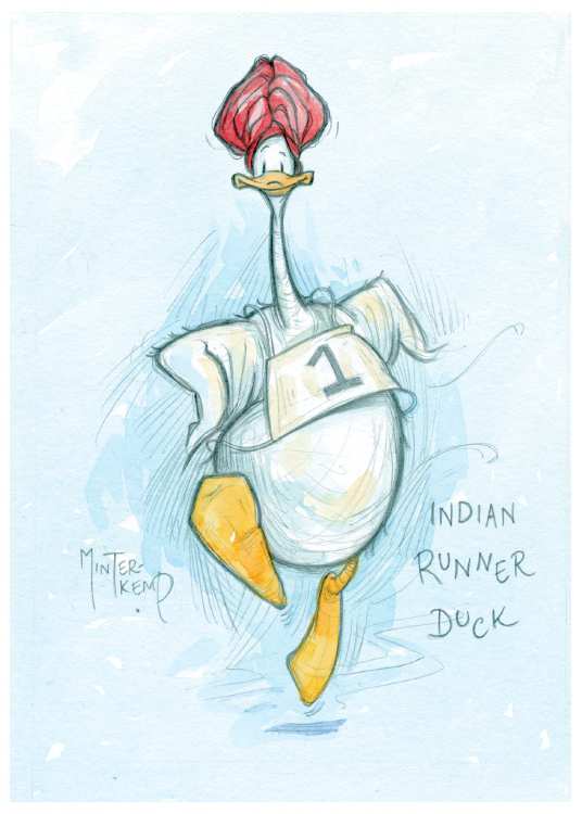 Indian Runner Duck