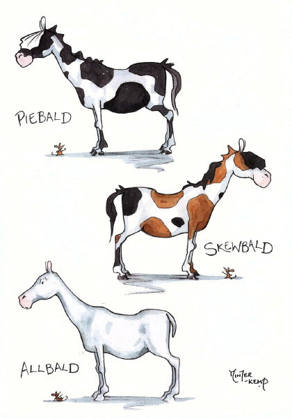 Piebald Skewbald Allbald