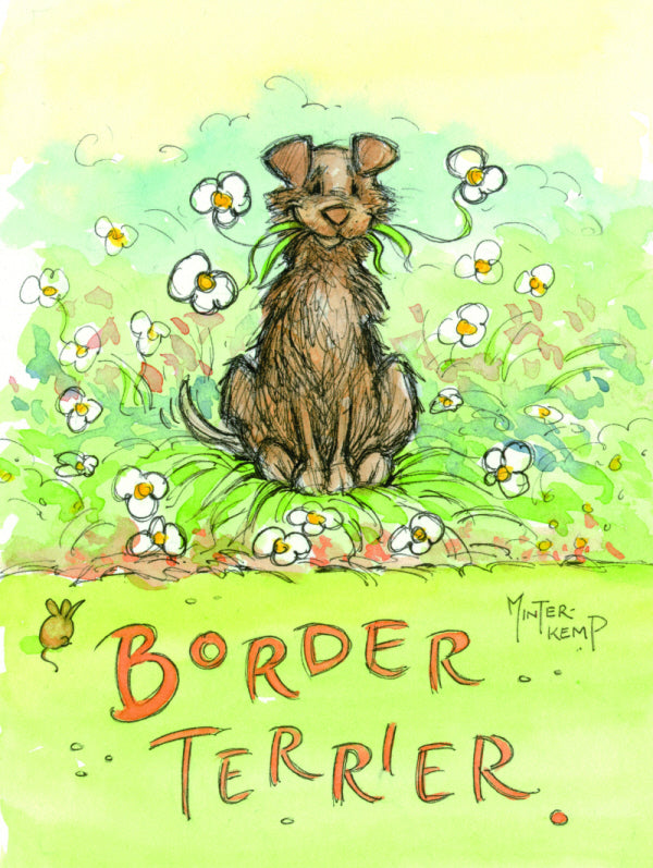 Border Terrier