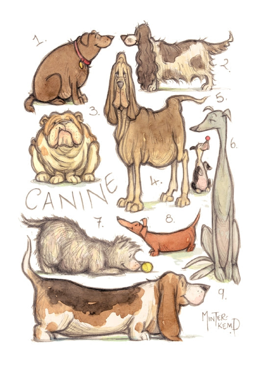Canine